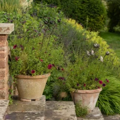 Poppy Seed Head Stake - Small Seed Head 15 Poppy Seed Head Stake - Small Seed Head -Plant Verdant Sales pr2000028379 card8 lg