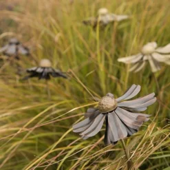 Helenium Flower Stake 19 Helenium Flower Stake -Plant Verdant Sales pr2000028383 card10 lg