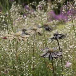 Helenium Flower Stake 12 Helenium Flower Stake -Plant Verdant Sales pr2000028383 card3 lg