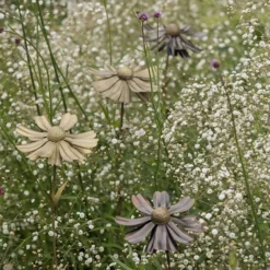 Helenium Flower Stake 15 Helenium Flower Stake -Plant Verdant Sales pr2000028383 card6 lg