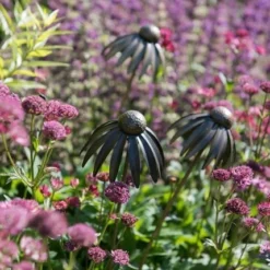 Echinacea Plant Stake - Antique Pewter -Plant Verdant Sales pr2000028412 card3 lg