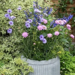 Zinc Dolly Tub Planter 10 Zinc Dolly Tub Planter -Plant Verdant Sales pr2000028721 card4 lg