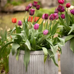 Zinc Dolly Tub Planter 13 Zinc Dolly Tub Planter -Plant Verdant Sales pr2000028721 card7 lg