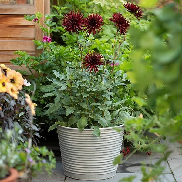 Ribbed Zinc Planter 2 Ribbed Zinc Planter - Image 2