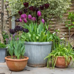 Zinc Dolly Pot -Plant Verdant Sales pr2000031492 card5 lg