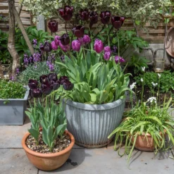 Zinc Dolly Pot -Plant Verdant Sales pr2000031492 card7 lg