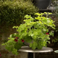 Sphere Plant Bowl 12 Sphere Plant Bowl -Plant Verdant Sales pr2000031495 card5 lg