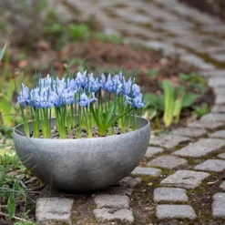 Sphere Plant Bowl 14 Sphere Plant Bowl -Plant Verdant Sales pr2000031495 card7 lg