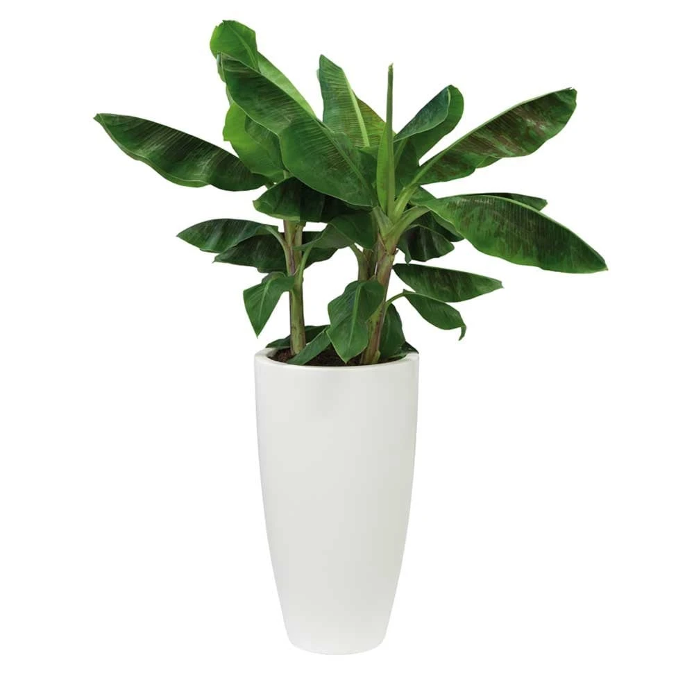 Pure Soft Round High Pot White 2 Pure Soft Round High Pot White - Image 2