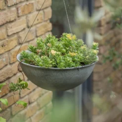 Hanging Bowl - Aged Zinc 11 Hanging Bowl - Aged Zinc -Plant Verdant Sales pr2000033957 card6 lg