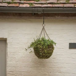 Hanging Tear Drop Basket - Wide -Plant Verdant Sales pr2000033989 card3 lg