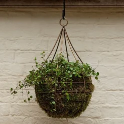 Hanging Tear Drop Basket - Wide -Plant Verdant Sales pr2000033989 card4 lg