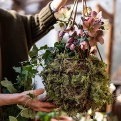 Hanging Tear Drop Basket - Slim 7 Hanging Tear Drop Basket - Slim -Plant Verdant Sales pr2000033990 card3 lg