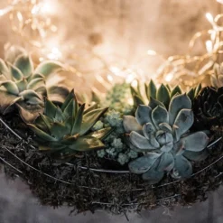 Hanging Wreath Basket -Plant Verdant Sales pr2000033995 card3 lg