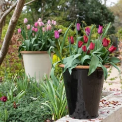 Glazed Terracotta Pot - Black 18 Glazed Terracotta Pot - Black -Plant Verdant Sales pr2000034127 card10 lg