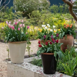 Glazed Terracotta Pot - Black 14 Glazed Terracotta Pot - Black -Plant Verdant Sales pr2000034127 card5 lg