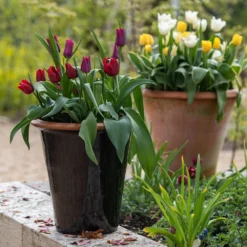 Glazed Terracotta Pot - Black 17 Glazed Terracotta Pot - Black -Plant Verdant Sales pr2000034127 card9 lg