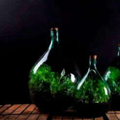 Plant Terrarium Bottle 5 Litre Set -Plant Verdant Sales pr2000035301 card3 lg