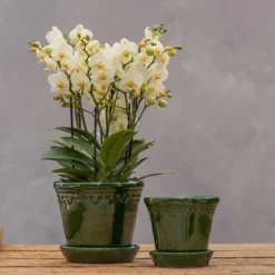 Scalloped Tapered Plant Pot With Saucer - Dark Green