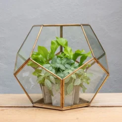 Pentagon Terrarium With Tray Base 8 Pentagon Terrarium With Tray Base -Plant Verdant Sales pr2000037499 card4 lg