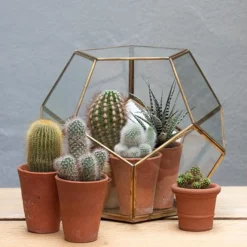 Pentagon Terrarium With Tray Base 9 Pentagon Terrarium With Tray Base -Plant Verdant Sales pr2000037499 card5 lg