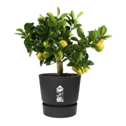 Greenville Round Pot Black -Plant Verdant Sales pr2000038224 card4 lg