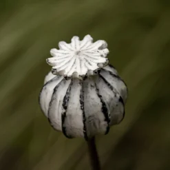 Perennial Plant/bulb Marking Stake Poppy Seed Head 10 Perennial Plant/bulb Marking Stake Poppy Seed Head -Plant Verdant Sales pr2000041720 card4 lg