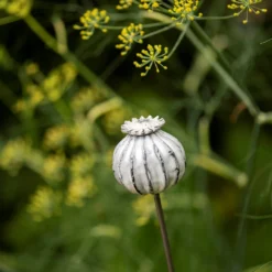 Perennial Plant/bulb Marking Stake Poppy Seed Head 12 Perennial Plant/bulb Marking Stake Poppy Seed Head -Plant Verdant Sales pr2000041720 card6 lg