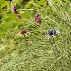 Scabiosa 'deadhead' Stake - Aged Zinc -Plant Verdant Sales pr2000041722 card4 lg