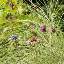Scabiosa 'deadhead' Stake - Rust -Plant Verdant Sales pr2000041723 card5 lg