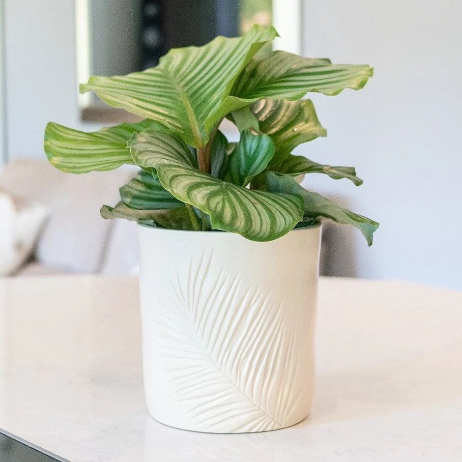 Stoneware Palm Plant Pot - Ivory 1 Stoneware Palm Plant Pot - Ivory