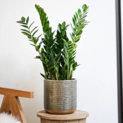 Steel Embossed Plant Pot - Gold