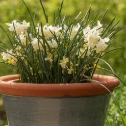 Grey Kitchen Planter 10 Grey Kitchen Planter -Plant Verdant Sales pr2000044988 card3 lg