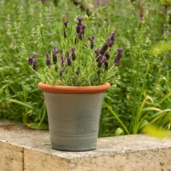 Grey Kitchen Planter 11 Grey Kitchen Planter -Plant Verdant Sales pr2000044988 card4 lg