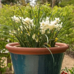 Dark Teal Kitchen Planter 10 Dark Teal Kitchen Planter -Plant Verdant Sales pr2000044992 card3 lg