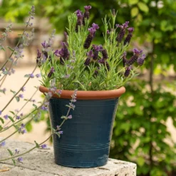 Dark Teal Kitchen Planter 13 Dark Teal Kitchen Planter -Plant Verdant Sales pr2000044992 card6 lg