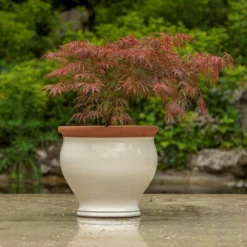 Ivory Bellied Planter 12 Ivory Bellied Planter -Plant Verdant Sales pr2000045026 card5 lg