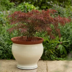 Ivory Bellied Planter 13 Ivory Bellied Planter -Plant Verdant Sales pr2000045026 card6 lg