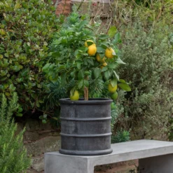 Greystoke Barrel Planter -Plant Verdant Sales pr2000046297 card10 lg