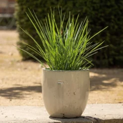 Glazed Ceramic Pot - White 11 Glazed Ceramic Pot - White -Plant Verdant Sales pr2000046300 card3 lg