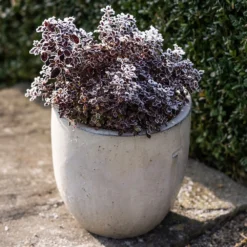 Glazed Ceramic Pot - White 14 Glazed Ceramic Pot - White -Plant Verdant Sales pr2000046300 card6 lg