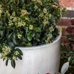 Glazed Ceramic Pot - White 16 Glazed Ceramic Pot - White -Plant Verdant Sales pr2000046300 card8 lg