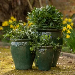 Glazed Terracotta Tulip Pot - Misty Green -Plant Verdant Sales pr2000046304 card3 lg