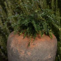 Terracotta Jar - Sandblasted 10 Terracotta Jar - Sandblasted -Plant Verdant Sales pr2000046313 card4 lg