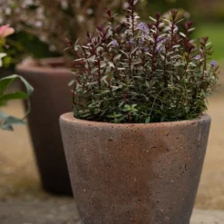 Tapered Terracotta Pot - Sandblasted -Plant Verdant Sales pr2000046314 card3 lg