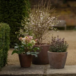 Tapered Terracotta Pot - Sandblasted -Plant Verdant Sales pr2000046314 card4 lg