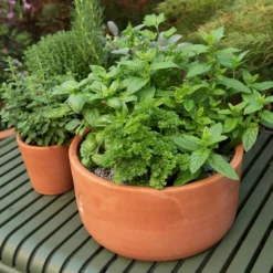 Terracotta Herb Bowl - Small 8 Terracotta Herb Bowl - Small -Plant Verdant Sales pr2000046526 card4 lg