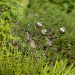 Poppy Seed Head Stake - Large Seed Head 19 Poppy Seed Head Stake - Large Seed Head -Plant Verdant Sales pr2000046971 card10 lg