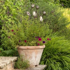 Poppy Seed Head Stake - Large Seed Head 12 Poppy Seed Head Stake - Large Seed Head -Plant Verdant Sales pr2000046971 card3 lg