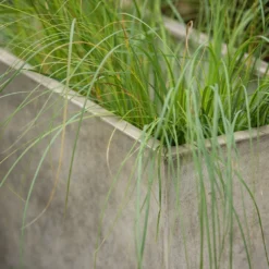 Rectangular Terrace Planter - Weathered Cream -Plant Verdant Sales pr2000048714 card6 lg